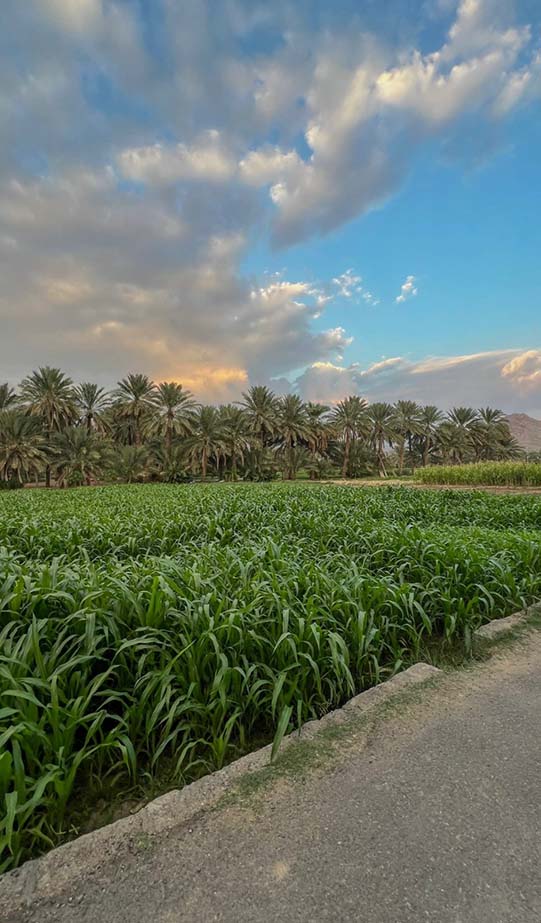old al hamra green farms