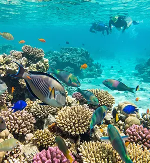 Coral garden with reef fish at the Daymaniyat Islands Nature Reserve