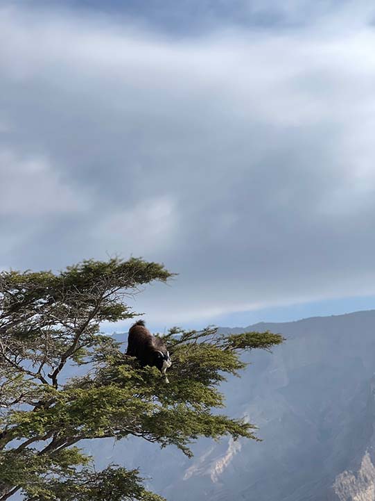 tree from the Balcony Walk, Jabal Shams
