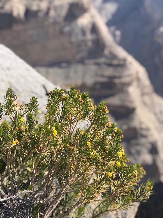 flowers of Jebel Shams