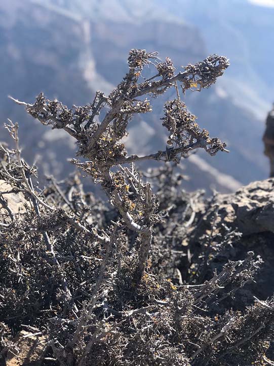 Canyon views from Jebel Shams in Oman