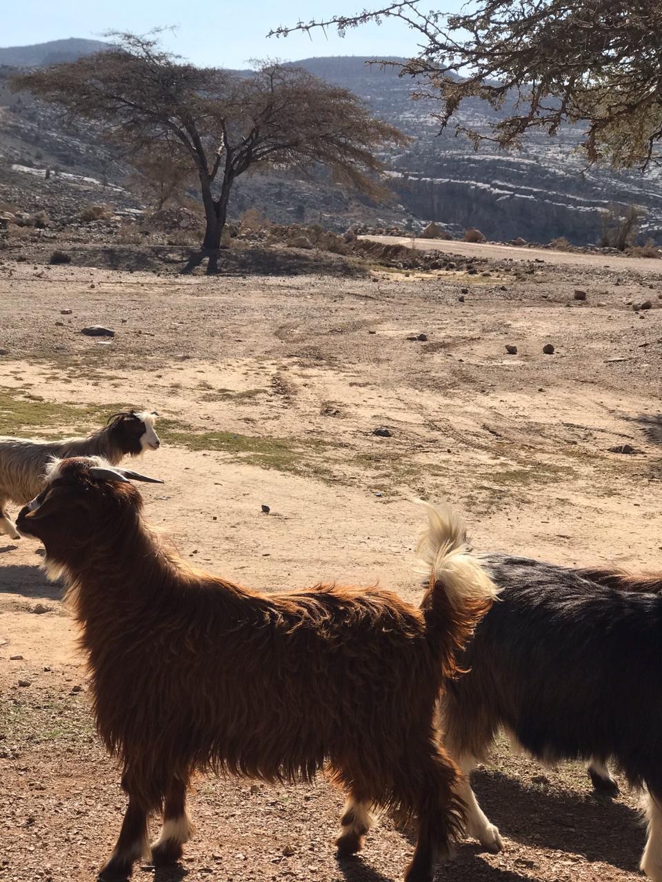 sheeps of Jebel Shams