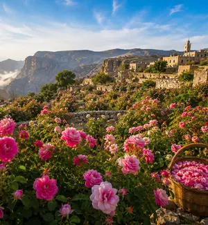 Rose gardens in Al Aqar village on the Saiq Plateau, Oman
