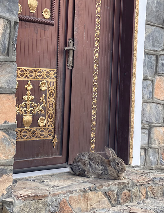 rabbit resting at the carved wooden entrance door of Jebel Shams Villa
