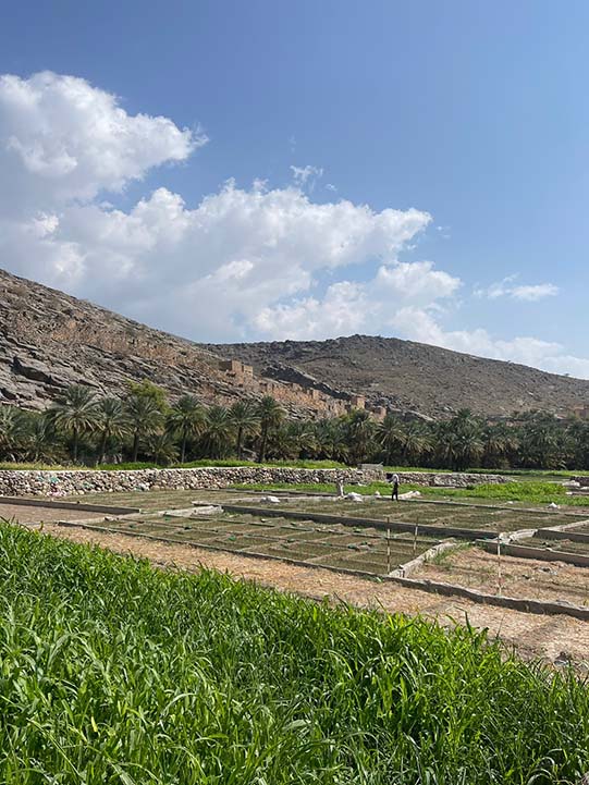 Wadi Gul greenary